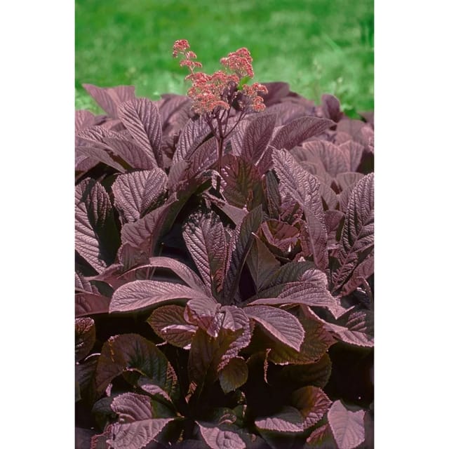 Rodgersia Pinnata Chocolate Wings Schaublatt Ca. 11x11 cm Topf