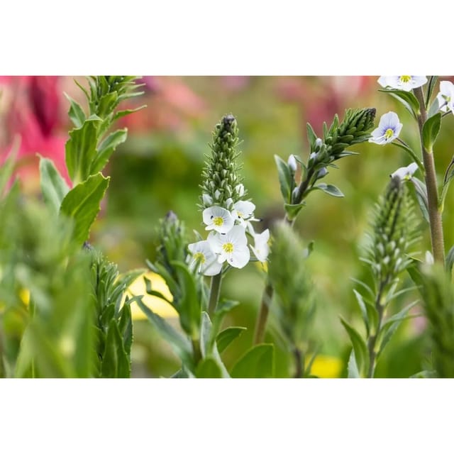 Veronica Gentianoides Ehrenpreis Ca. 9x9 cm Topf