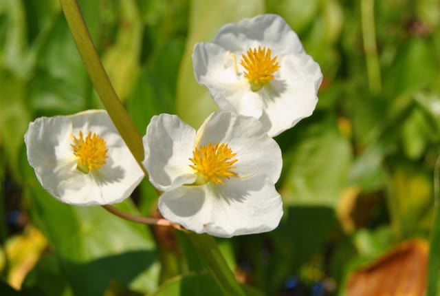 Sagittaria Latifolia Breitblättriger Pfeilkraut Ca. 9x9 cm Topf