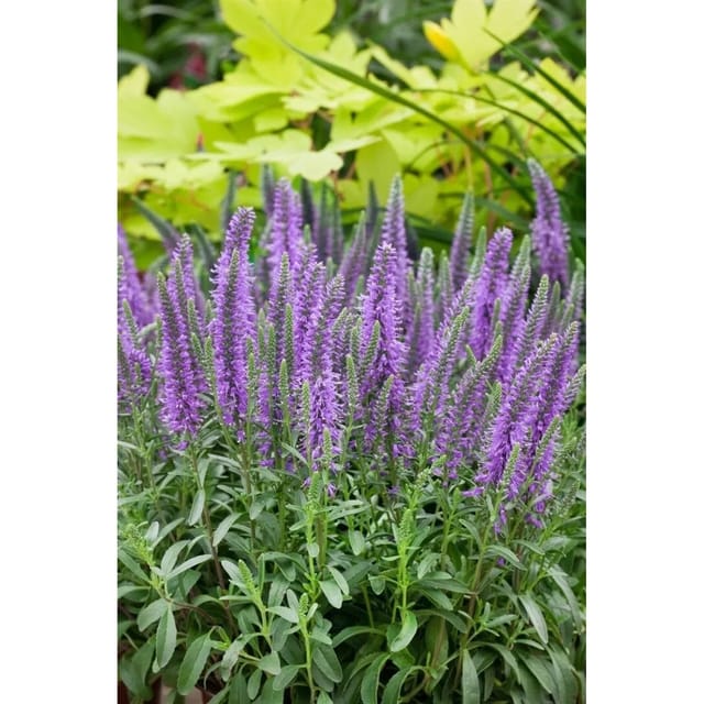 Veronica Spicata Blauteppich Ähriger Ehrenpreis Ca. 9x9 cm Topf