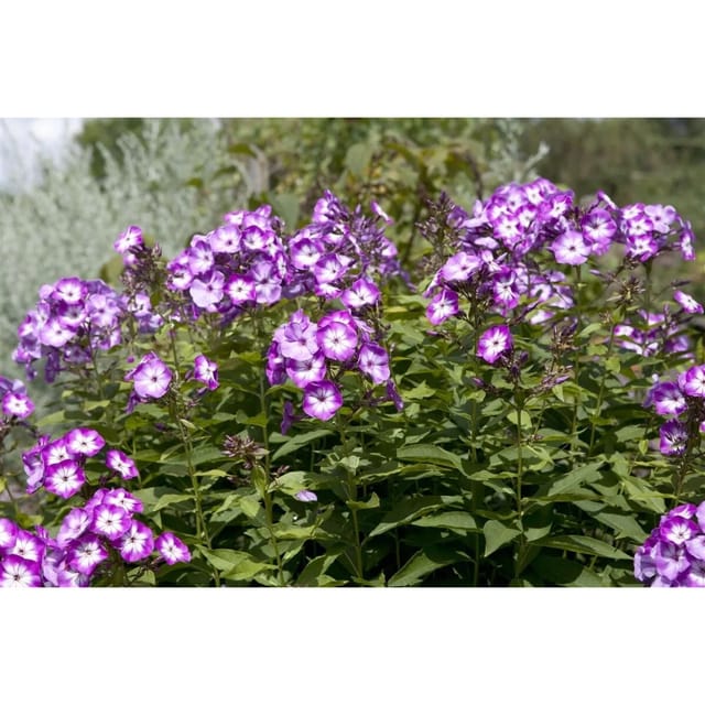 Phlox Paniculata Wilhelm Kesselring Hoher Sommerphlox Ca. 11x11 cm Topf