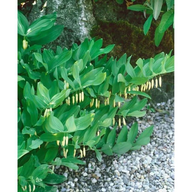 Polygonatum Verticillatum Quirlblättriges Salomonssiegel Ca. 9x9 cm Topf
