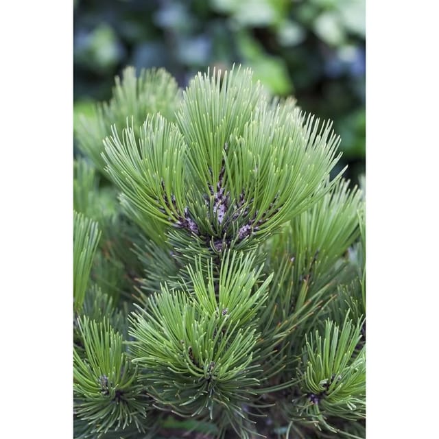 Pinus Heldreichii Malinki Bosnische Kiefer 150–175 cm