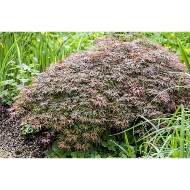 Acer Palmatum Dissectum Garnet Japanischer Ahorn Rotlaubig 60 cm Stammhöhe