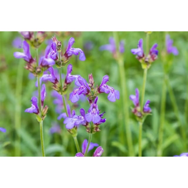 Salvia Officinalis Grete Stölzle Echter Salbei Ca. 9x9 cm Topf