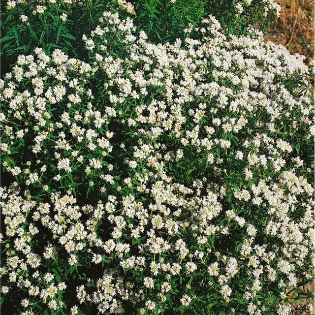 Pycnanthemum Flexuosum Ca. 9x9 cm Topf