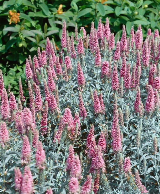 Veronica Spicata Erika Ähriger Ehrenpreis Ca. 9x9 cm Topf
