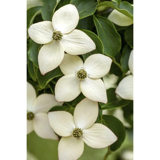 Cornus Kousa Chinensis Wietings Select Chinesischer Hartriegel 125–150 cm