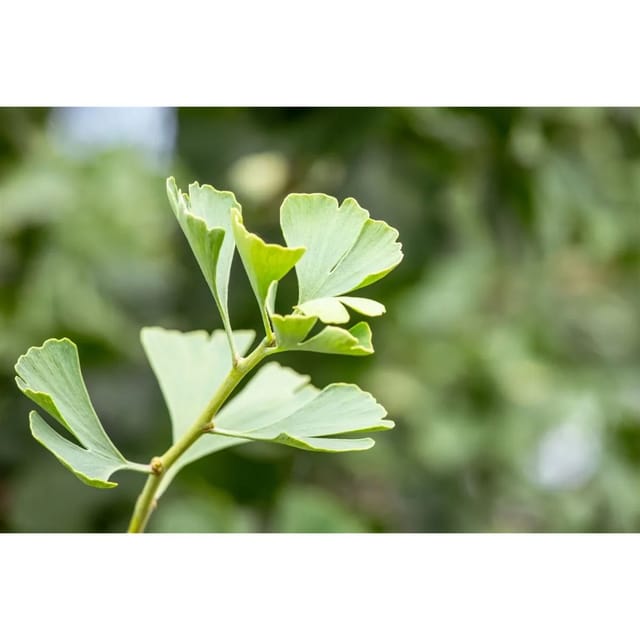 Ginkgo Biloba Baldi Fächerblattbaum 80 cm Stammhöhe