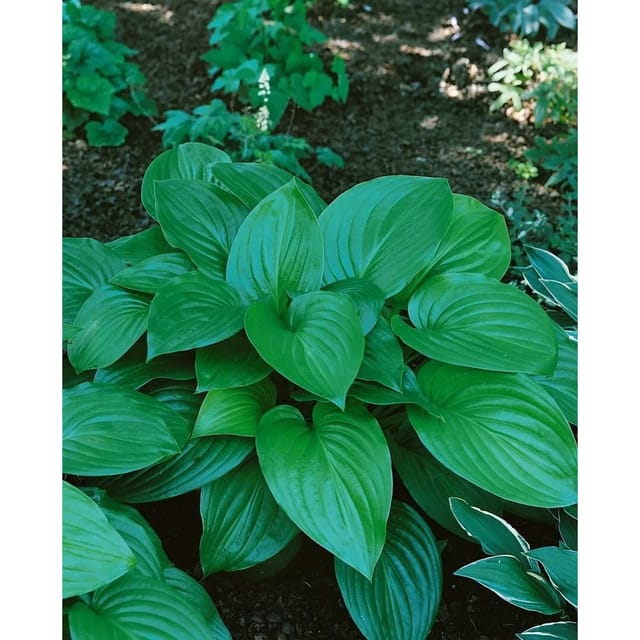 Hosta Plantaginea Aphrodite Duftende Funkie Ca. 11x11 cm Topf