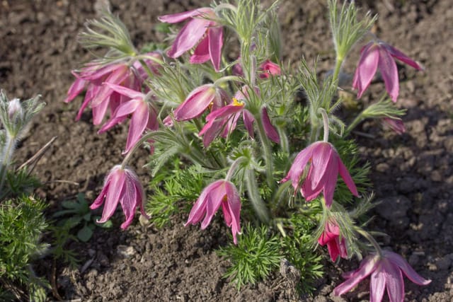 Pulsatilla Vulgaris Rubra Küchenschelle Ca. 9x9 cm Topf