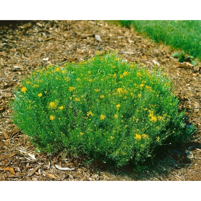 Genista Radiata Strauchginster 20-30 cm