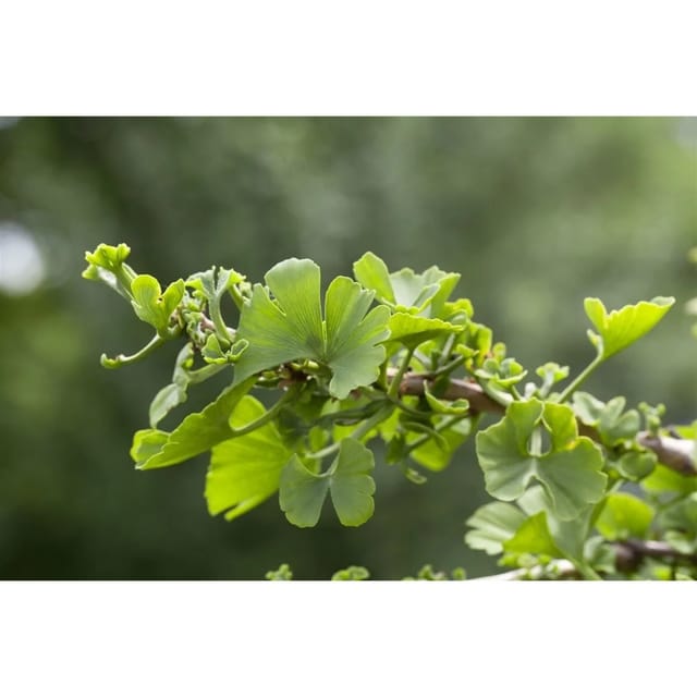 Ginkgo Biloba Troll Fächerblattbaum Kompakt 80 cm Stammhöhe