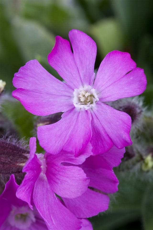 Silene Schafta Splendens Kissen Nelke Ca. 9x9 cm Topf