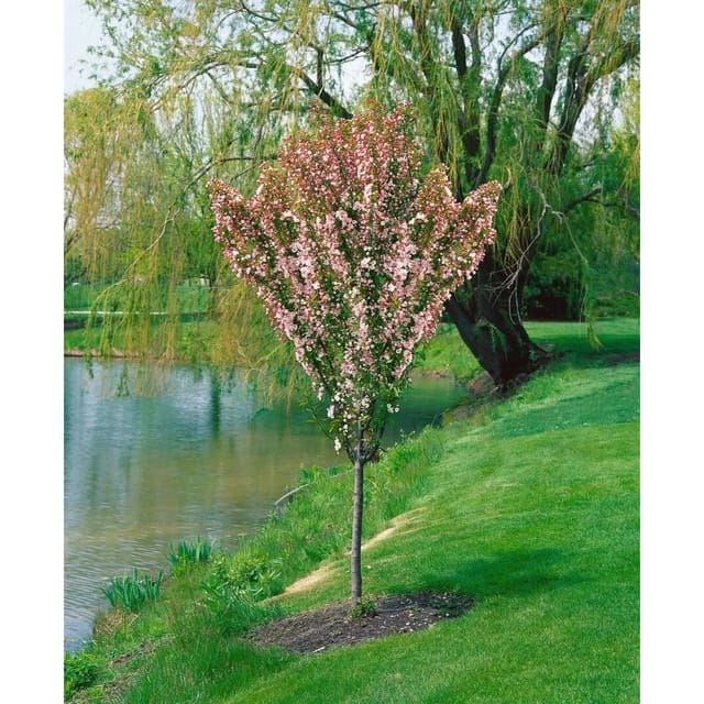 Malus Adirondack Zierapfel 40 cm Stammhöhe