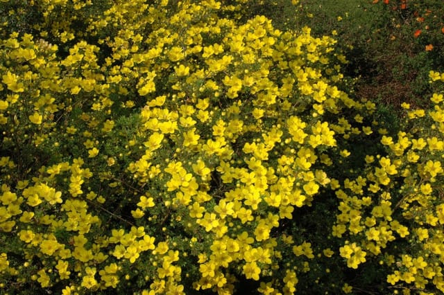 Potentilla Aurea Gold-Fingerkraut Ca. 9x9 cm Topf