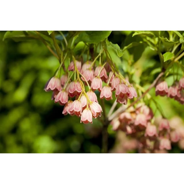 Enkianthus Campanulatus Japanischer Glockenstrauch 125–150 cm
