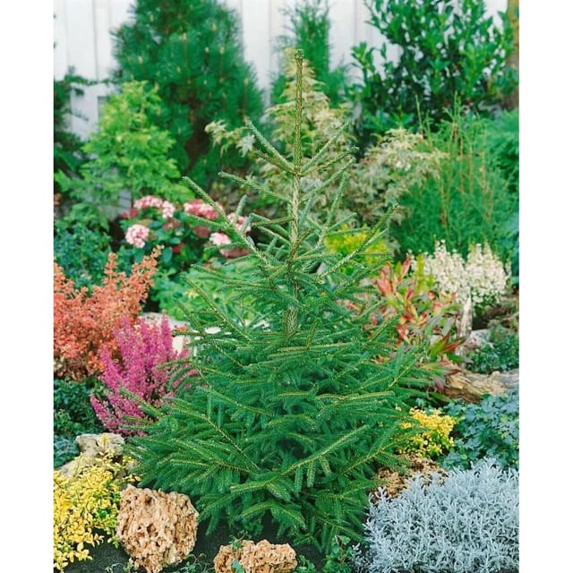 Picea Orientalis Aurea Compacta Orientalische Fichte Goldgelb 80–100 cm