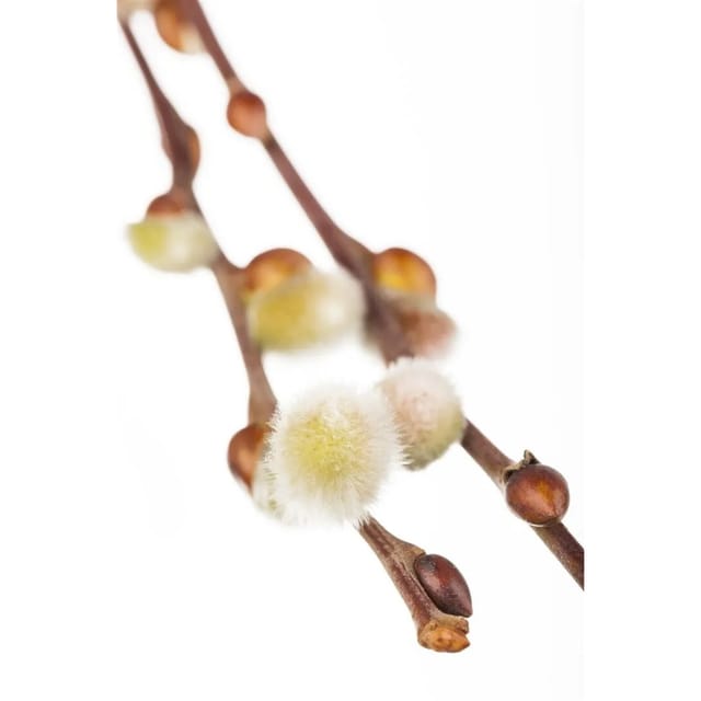 Salix Caprea Nico Kätzchenweide 60 cm Stammhöhe