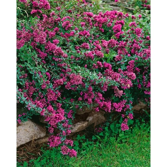 Origanum Laevigatum Herrenhausen Dost Ca. 9x9 cm Topf