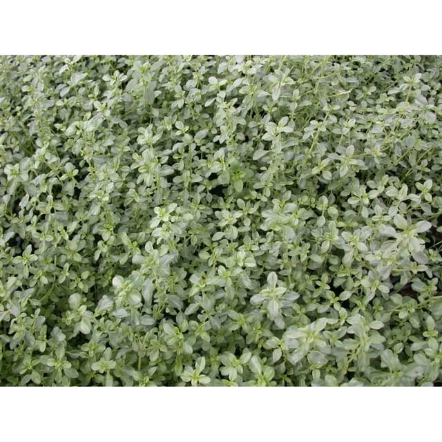 Thymus X Citriodorus Silver Queen Zitronenthymian Ca. 9x9 cm Topf