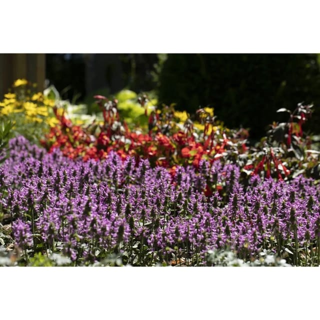 Stachys Officinalis Betonie Ca. 9x9 cm Topf