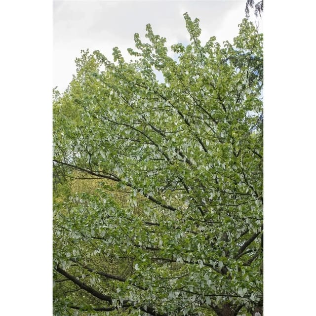 Davidia Involucrata Vilmoriniana Taschentuchbaum 80–100 cm