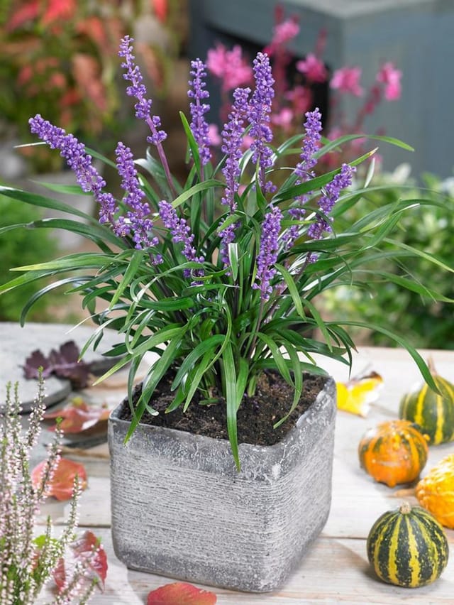 Liriope Muscari Moneymaker Lilientraube Ca. 11x11 cm Topf