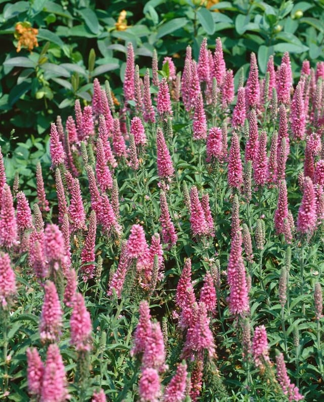 Veronica Spicata Heidekind Ähriger Ehrenpreis Ca. 9x9 cm Topf