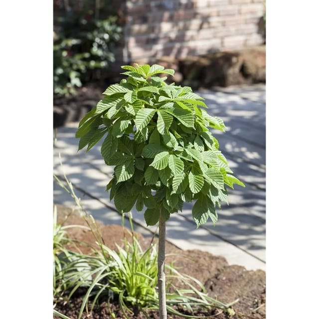 Aesculus Hippocastanum Monstrosa Rosskastanie 100 cm Stammhöhe