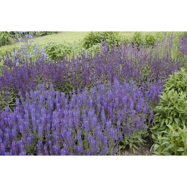 Salvia Nemorosa Wesuwe Steppen-Salbei Ca. 9x9 cm Topf