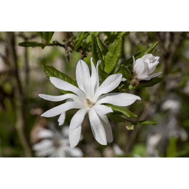 Magnolia Stellata Sternmagnolie Weiß 150–175 cm