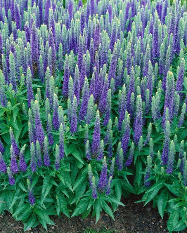 Veronica Spicata Ulster Dwarf Blue Ähriger Ehrenpreis Ca. 9x9 cm Topf