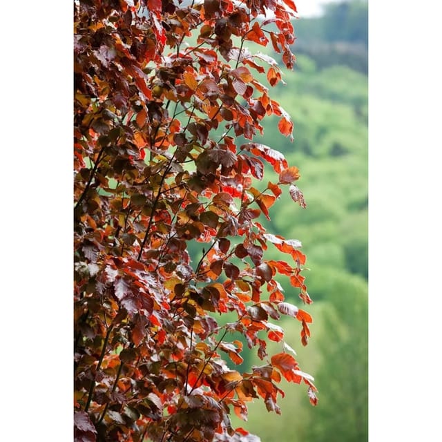 Fagus Sylvatica Rohan Obelisk Rotbuche Säulenförmig 100–125 cm