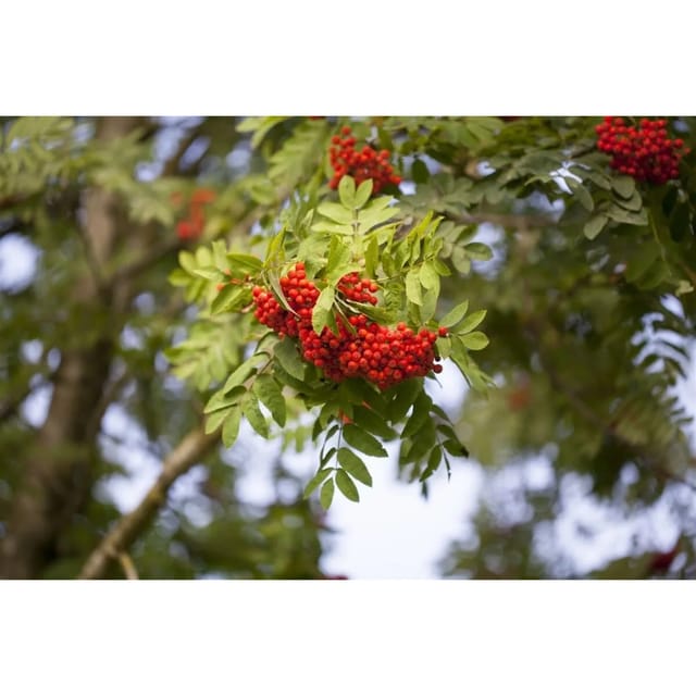 Sorbus Aucuparia Edulis Eberesche Essbare Früchte 100–125 cm