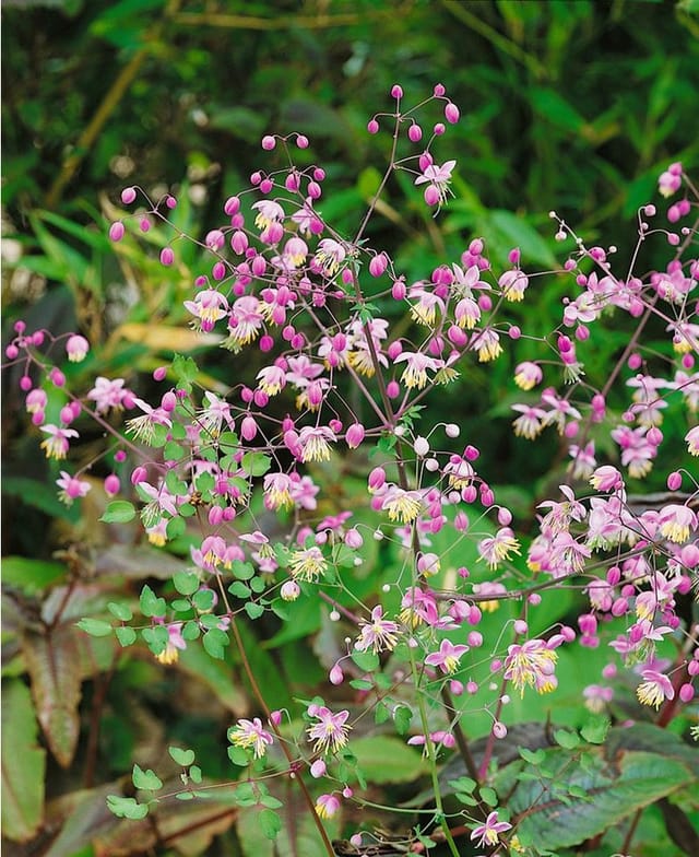Thalictrum Delavayi Chinesische Wiesenraute Ca. 9x9 cm Topf