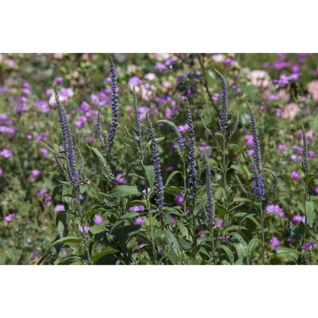 Veronica Spicata Ähriger Ehrenpreis Ca. 9x9 cm Topf