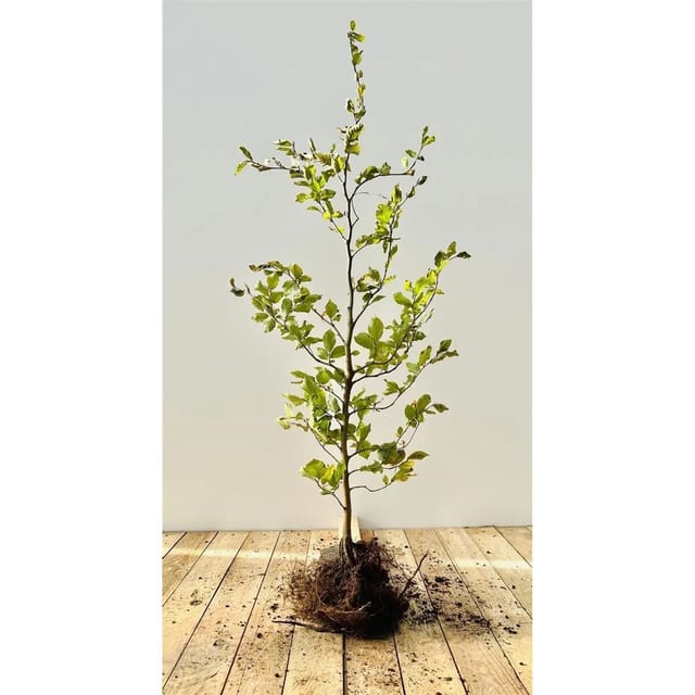 Fagus Sylvatica Rotbuche 80–100 cm