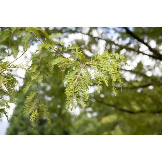 Metasequoia Glyptostroboides Urweltmammutbaum 60–100 cm