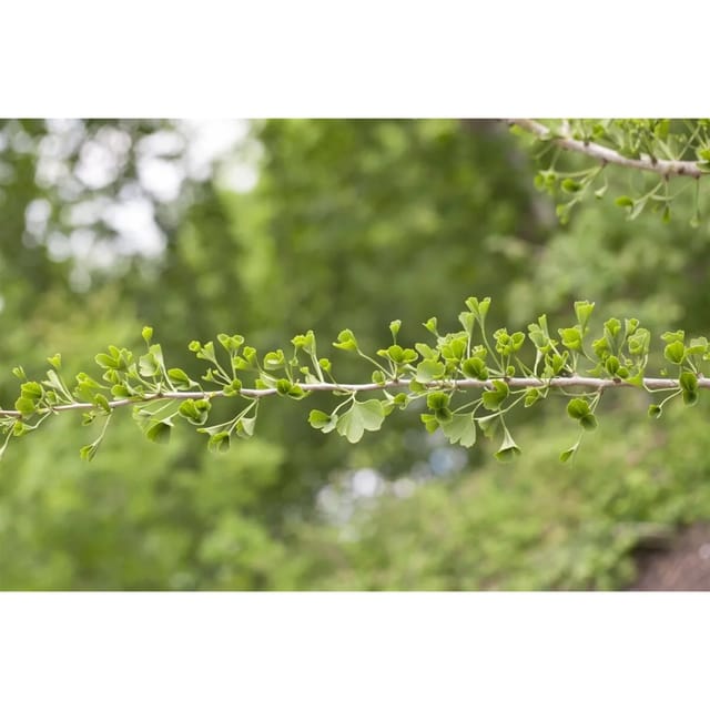 Ginkgo Biloba Tubifolia Fächerblattbaum 125–150 cm