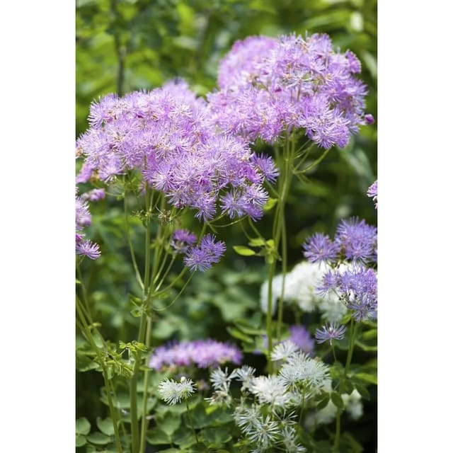 Thalictrum Aquilegifolium Akeleiblättrige Wiesenraute Ca. 9x9 cm Topf