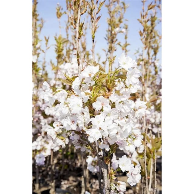 Prunus Serrulata Amanogawa Japanische Säulenkirsche Rosa 40–60 cm