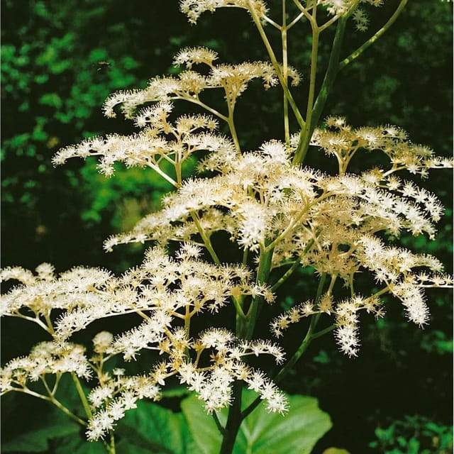 Rodgersia Sambucifolia Ca. 11x11 cm Topf