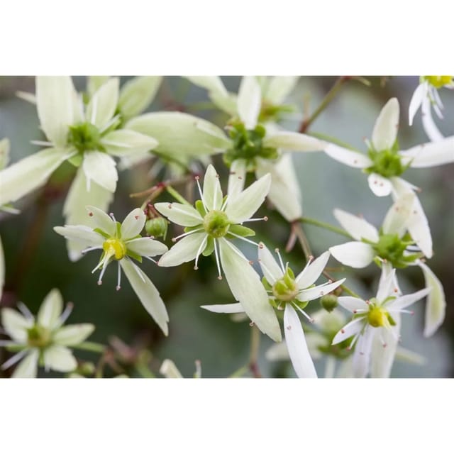 Saxifraga Cortusifolia Var.fortunei Herbst Steinbrech Ca. 9x9 cm Topf