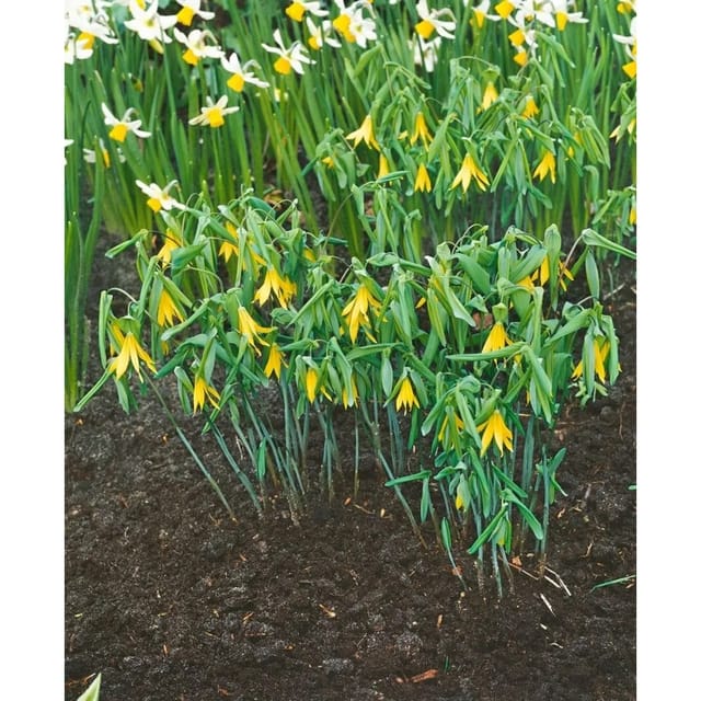Uvularia Grandiflora Großblütige Uvularie Ca. 9x9 cm Topf
