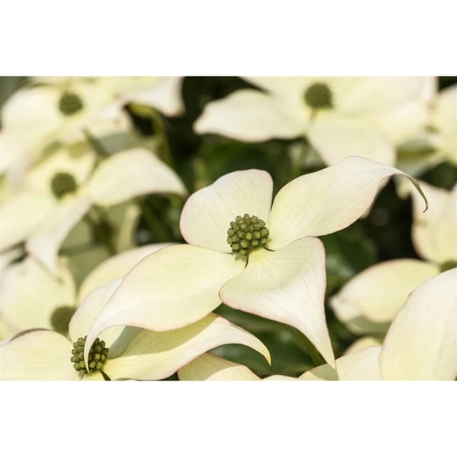 Cornus Kousa Chinensis Schmetterling Chinesischer Hartriegel 100–125 cm