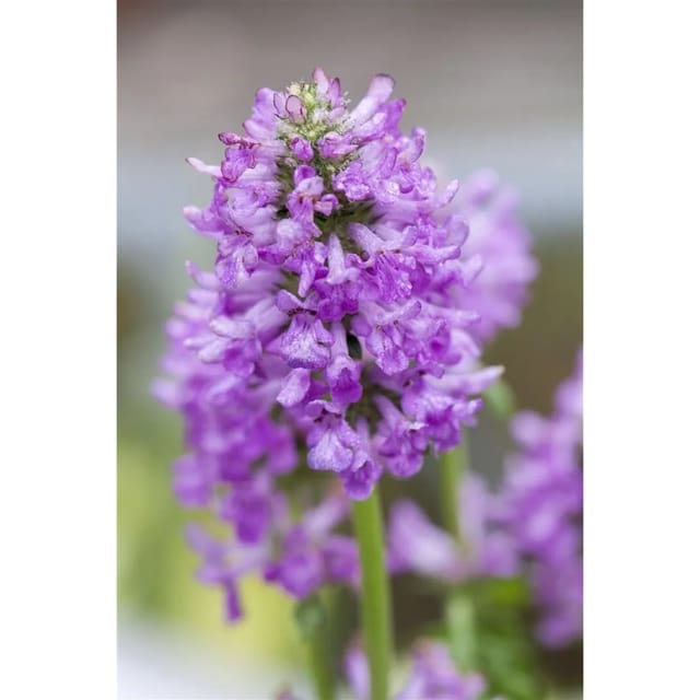 Stachys Monnieri Hummelo Ziest Ca. 9x9 cm Topf