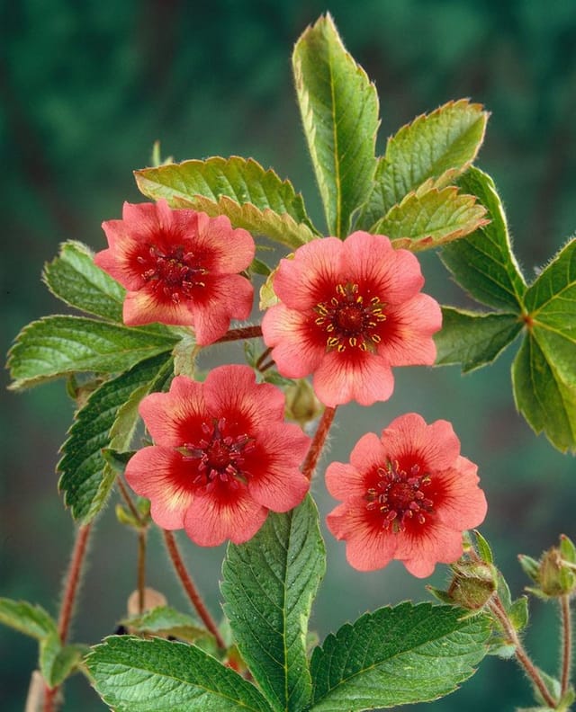 Potentilla Nepalensis Miss Willmott Nepal Fingerkraut Ca. 9x9 cm Topf