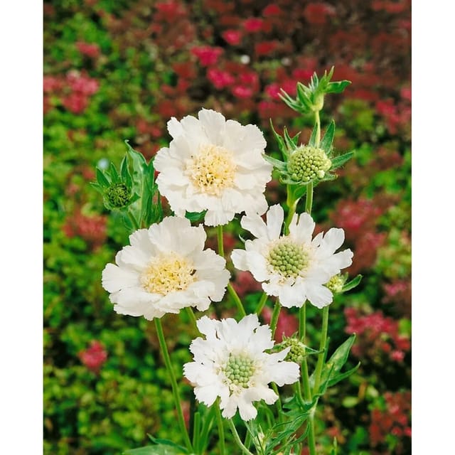 Scabiosa Caucasica Perfecta Alba Kaukasische Skabiose Ca. 9x9 cm Topf