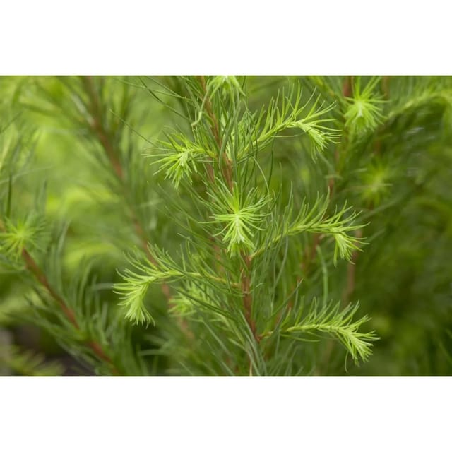 Larix Decidua Europäische Lärche 80–100 cm